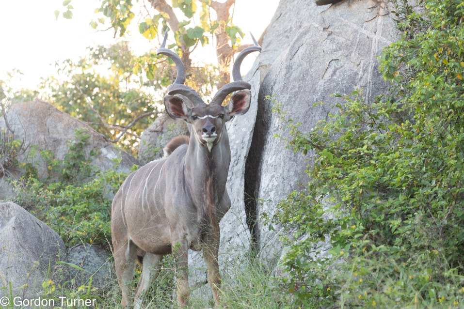 <h2>The Best of South Africa Escorted 2023</h2> 14 Nights | 6 Rounds | March 11 - 25